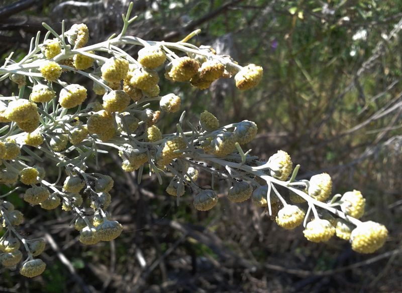 Artemisia arborescens